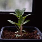 Cómo propagar Catnip para cultivar nuevas plantas en casa