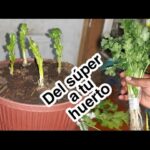 Cómo propagar cilantro: por esquejes o semillas