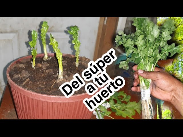 Cómo propagar cilantro: por esquejes o semillas