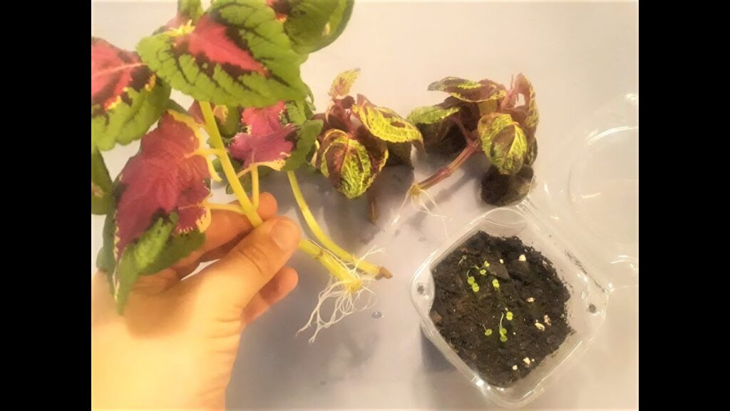 Cómo propagar coleus por semillas o esquejes