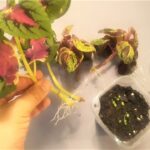 Cómo propagar coleus por semillas o esquejes
