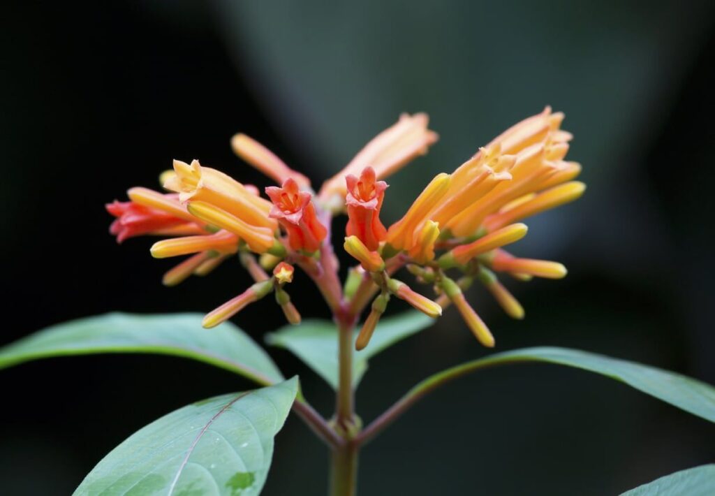 Cómo propagar el firebush de forma efectiva