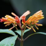Cómo propagar el firebush de forma efectiva