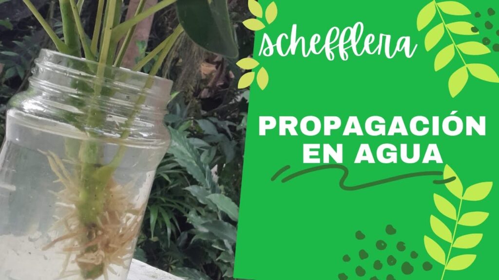 Cómo propagar esquejes de schefflera de manera efectiva