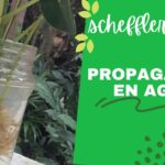 Cómo propagar esquejes de schefflera de manera efectiva