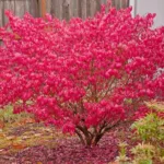 Cómo propagar Euonymus alatus en 6 sencillos pasos