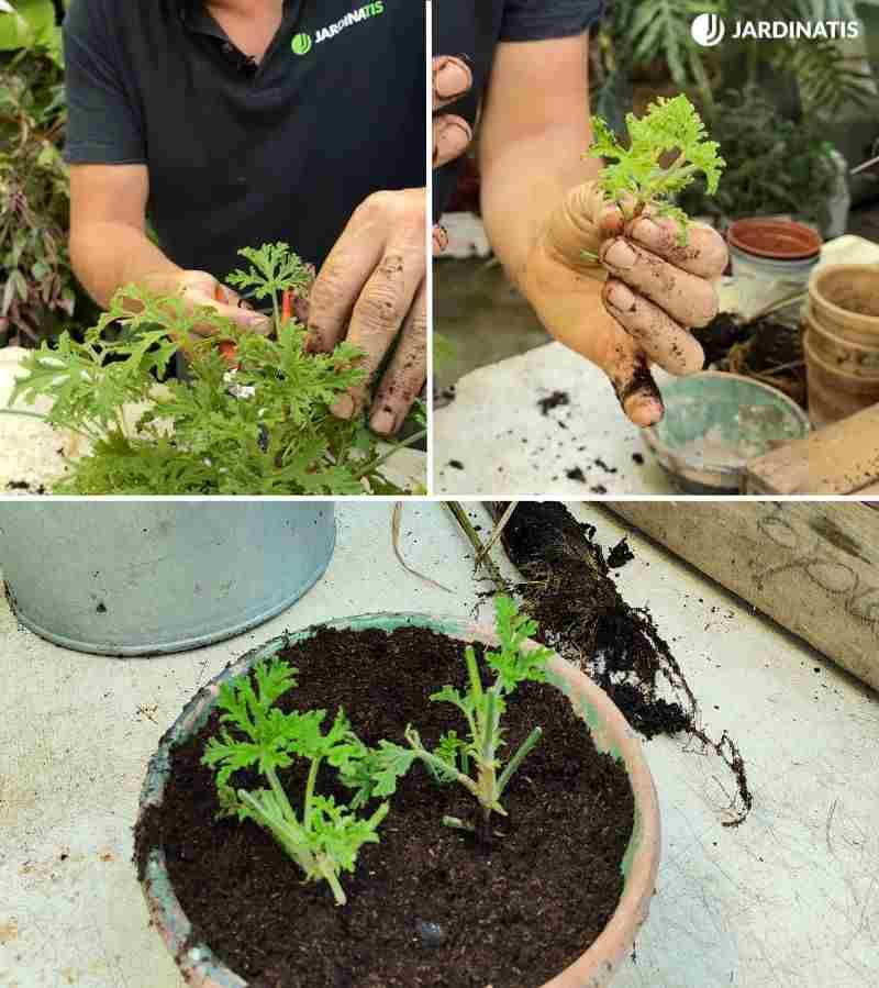 Cómo propagar geranios de limón a partir de esquejes