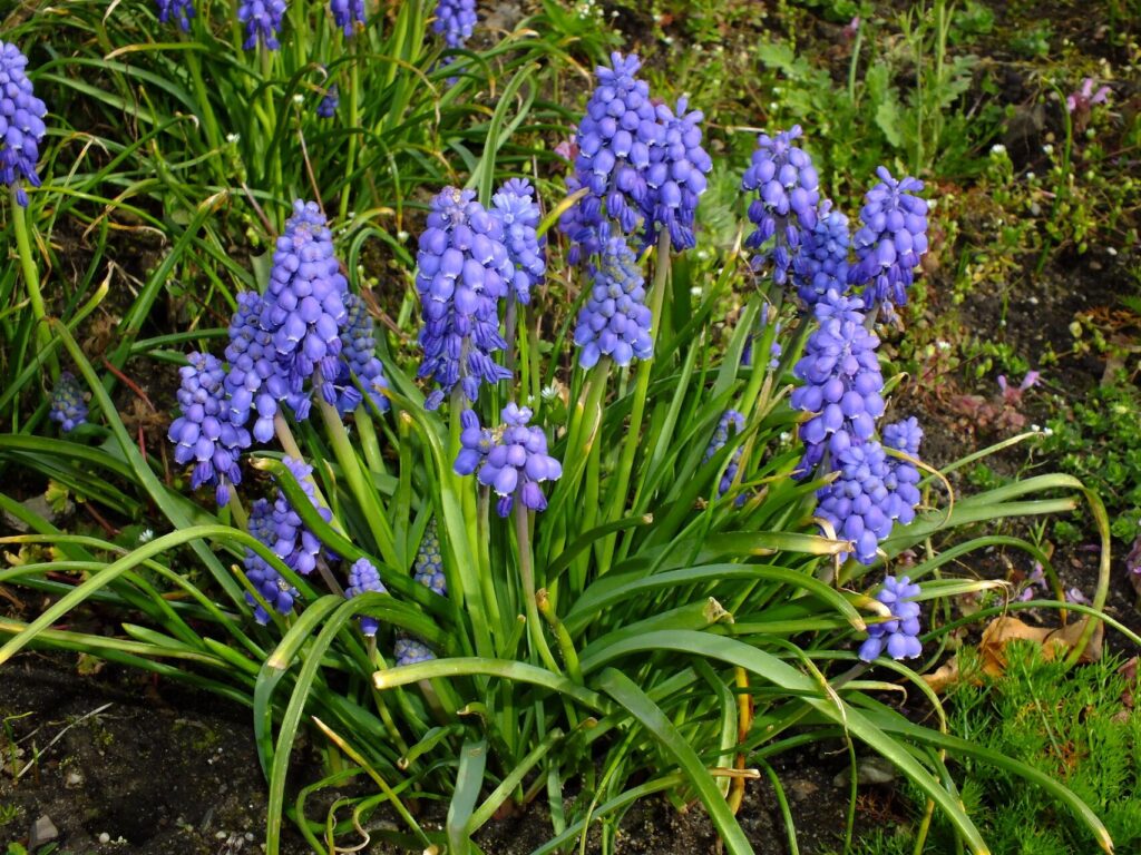 Cómo propagar Grape Hyacinth (Muscari) de forma exitosa