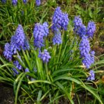 Cómo propagar Grape Hyacinth (Muscari) de forma exitosa