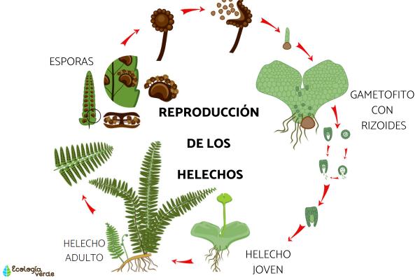 Cómo propagar helechos de Boston dividiendo los rizomas