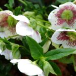 Cómo propagar Helleborus orientalis mediante división de mata