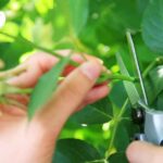 Cómo propagar la hierba de la seda cortando sus tallos