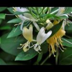 Cómo propagar la lonicera con semillas y esquejes
