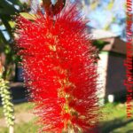 Cómo propagar la planta bottle brush: esquejes o semillas