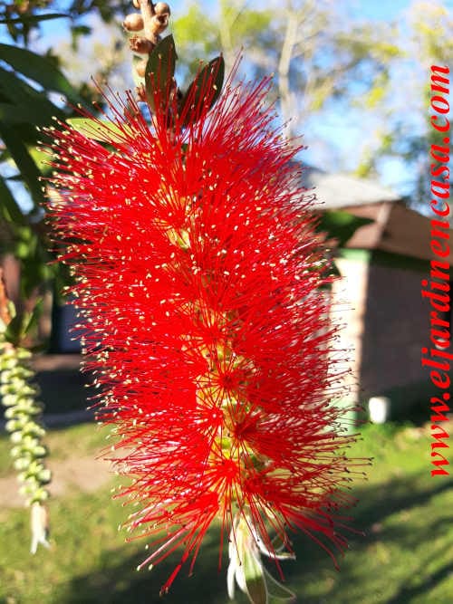 Cómo propagar la planta bottle brush: esquejes o semillas