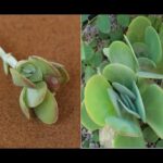 Cómo propagar la planta Kalanchoe Thyrsiflora Flapjack