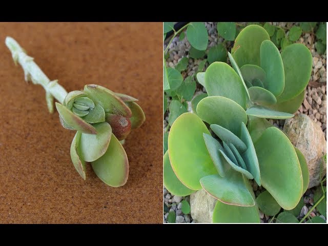 Cómo propagar la planta Kalanchoe Thyrsiflora Flapjack