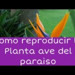 Cómo propagar las Aves del Paraíso con éxito