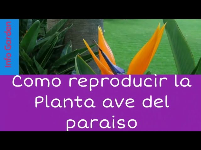 Cómo propagar las Aves del Paraíso con éxito