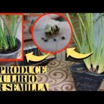 Cómo propagar lirio Voodoo con semillas y cápsulas