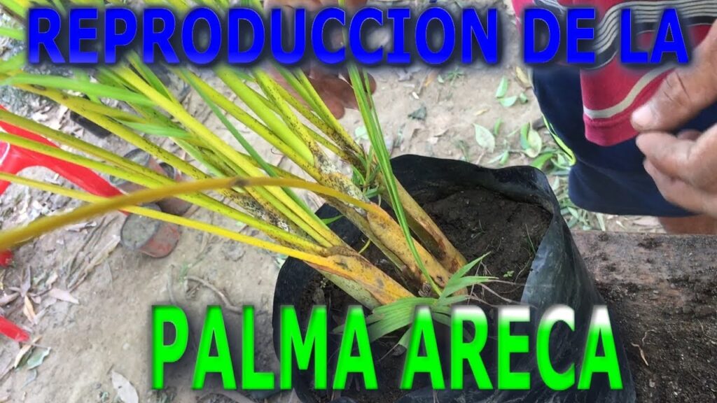 Cómo propagar palmeras con retoños de forma eficaz