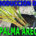 Cómo propagar palmeras con retoños de forma eficaz