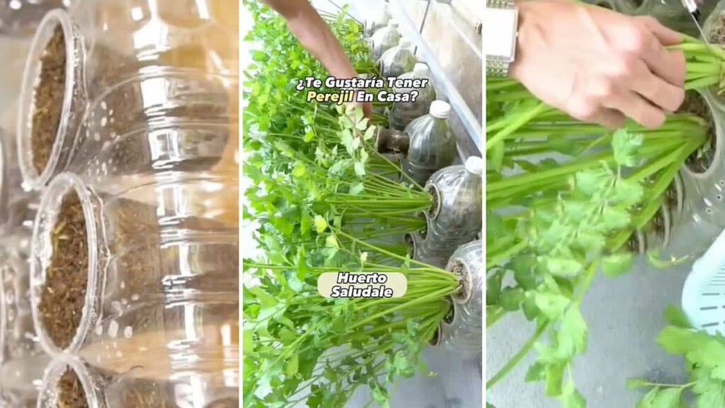 Cómo propagar perejil en casa de forma sencilla