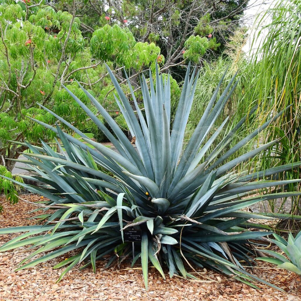 Cómo propagar plantas de agave de manera efectiva