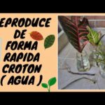 Cómo propagar plantas de Croton: guía paso a paso