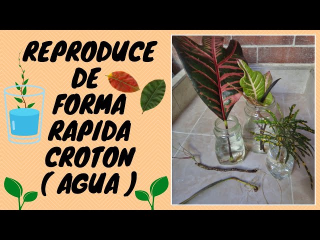 Cómo propagar plantas de Croton: guía paso a paso