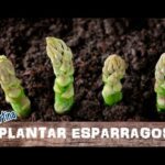Cómo propagar plantas de espárragos en casa