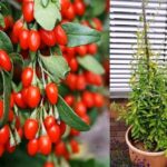 Cómo propagar plantas de Goji Berry: semillas y esquejes