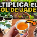 Cómo propagar plantas de jade con esquejes de forma sencilla