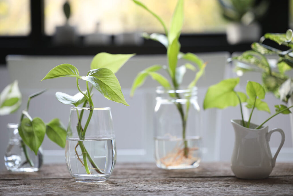 Cómo propagar plantas de jarra a partir de esquejes