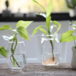 Cómo propagar plantas de jarra a partir de esquejes