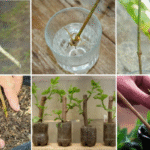 Cómo propagar plantas de trompeta con esquejes en agua