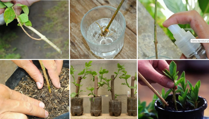 Cómo propagar plantas de trompeta con esquejes en agua