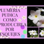 Cómo propagar Plumeria por esquejes de forma exitosa