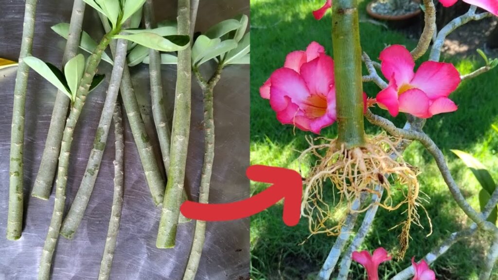 Cómo propagar rosas del desierto: semillas o esquejes