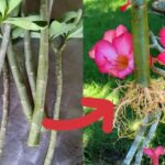 Cómo propagar rosas del desierto: semillas o esquejes