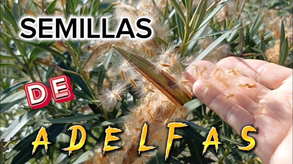 Cómo propagar semillas de adelfa y cuidar las plántulas