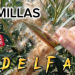 Cómo propagar semillas de adelfa y cuidar las plántulas