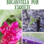 Cómo propagar semillas de bougainvillea para plantas saludables