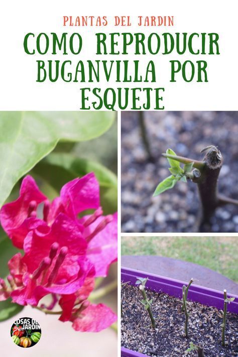 Cómo propagar semillas de bougainvillea para plantas saludables