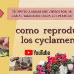 Cómo propagar semillas y dividir ciclamen: guía paso a paso