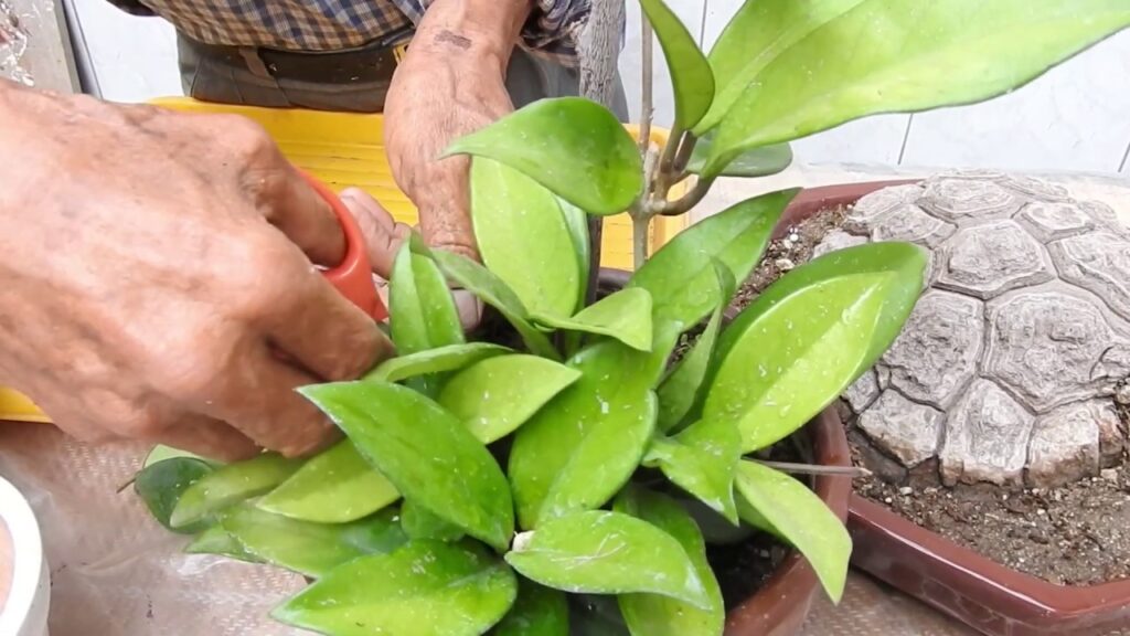 Cómo propagar tus plantas de Hoya de forma sencilla