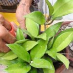 Cómo propagar tus plantas de Hoya de forma sencilla