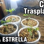 Cómo propagar un árbol de carambola a partir de semillas