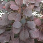Cómo propagar un árbol de humo (Cotinus) de manera sencilla