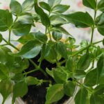Cómo propagar una planta China Doll de forma exitosa